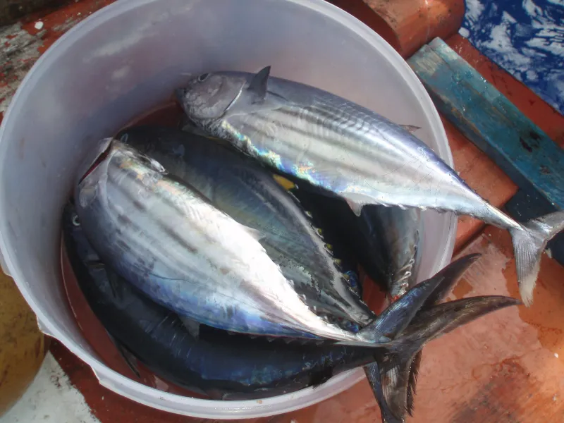 ビトゥンのカツオ