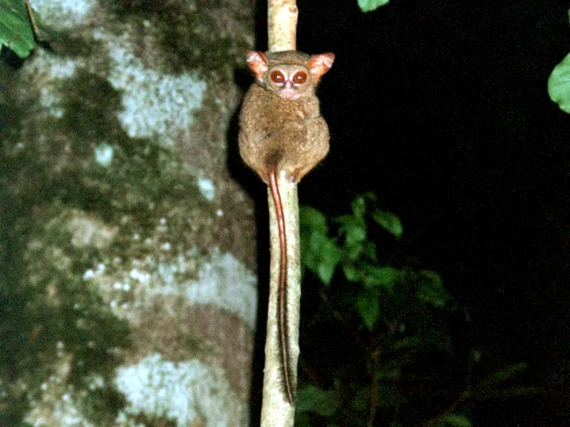 タンココ自然保護区