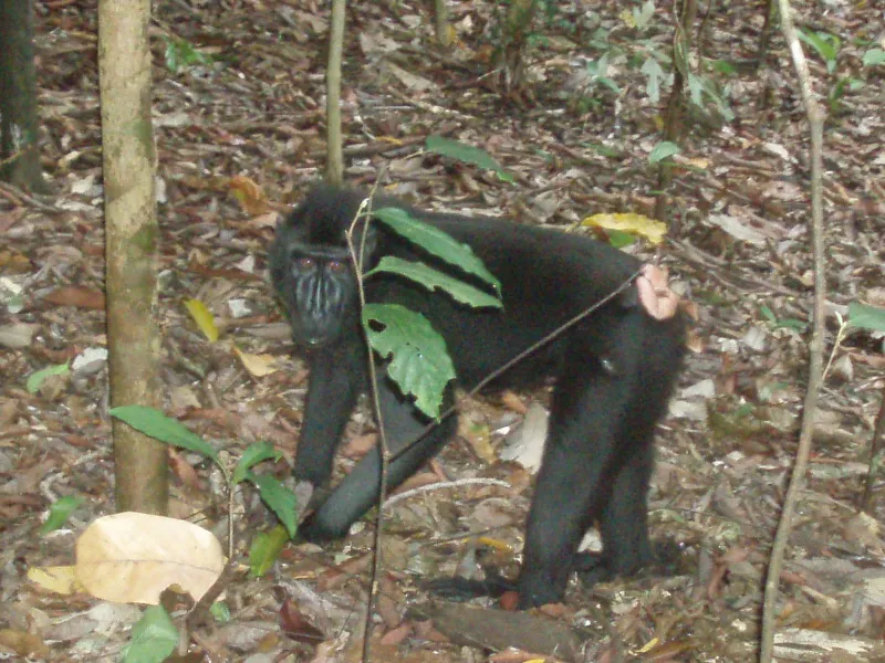 北スラウェシの固有種クロザル