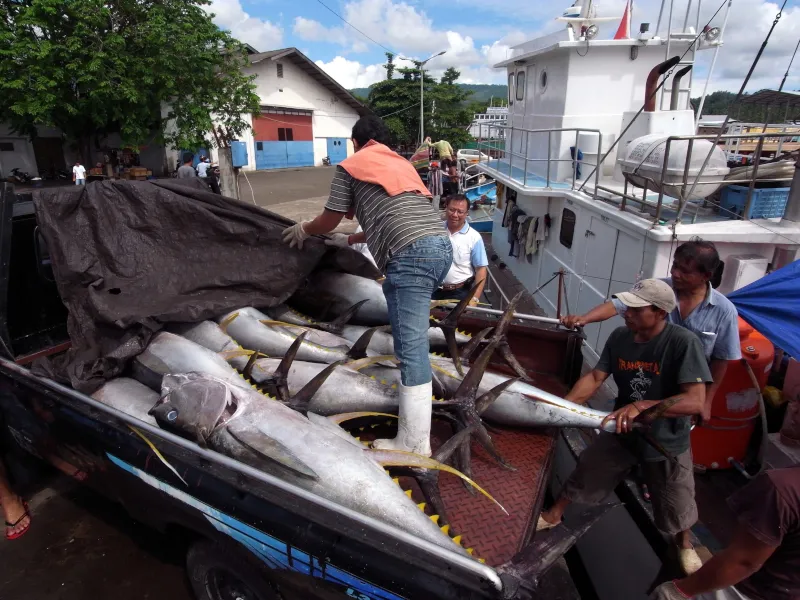 ビトゥンのマグロ