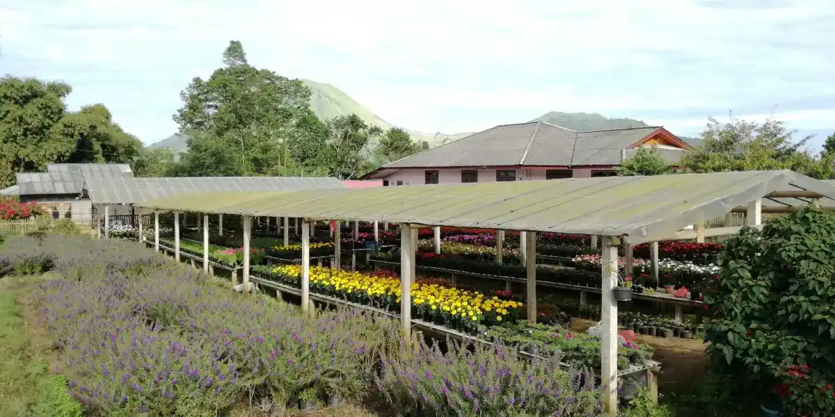 花の産地トモホン