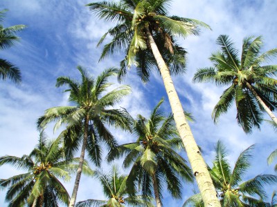 椰子の木が風にそよぐ地