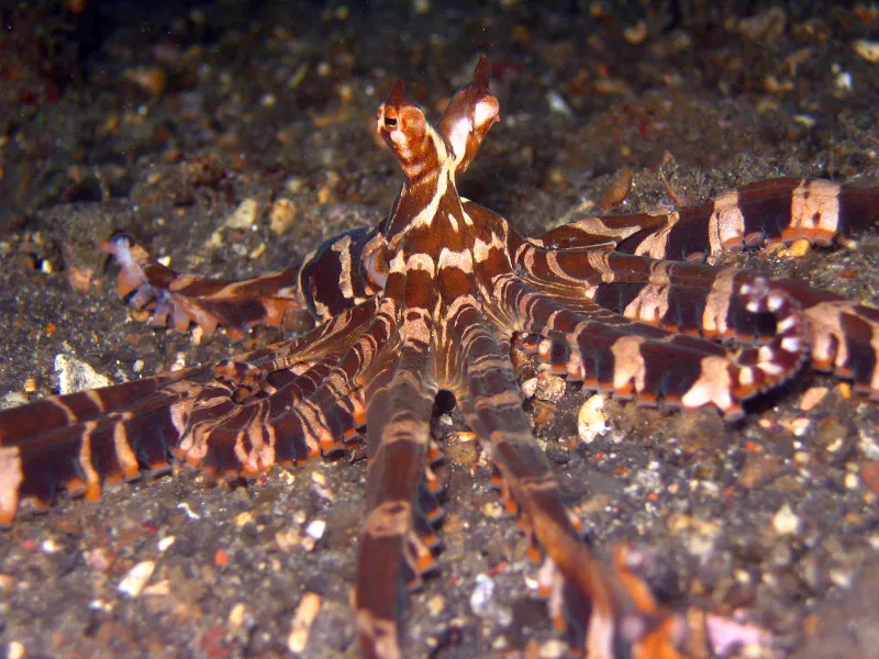 ミミックオクトパス