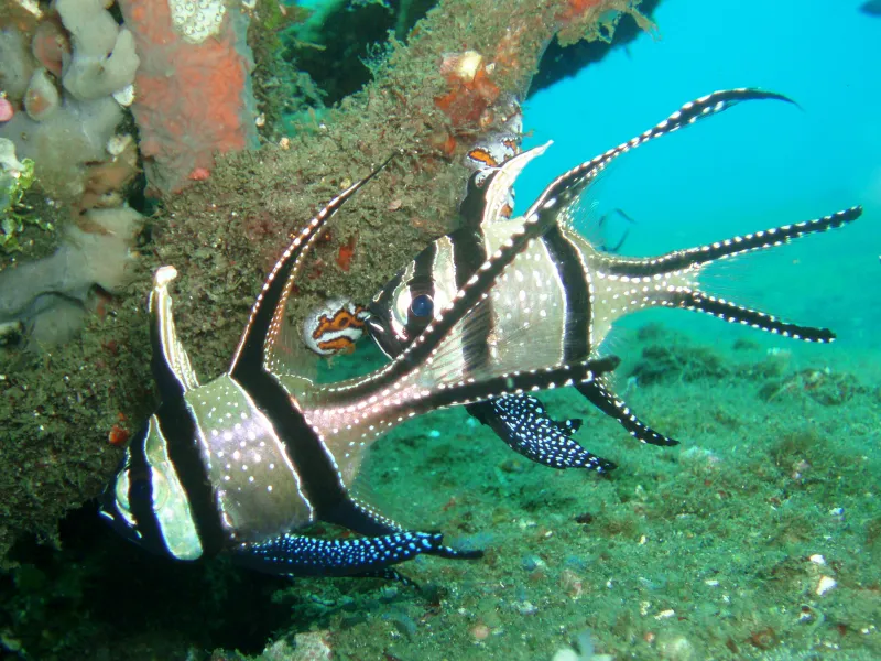 バイガイカーディナルフィッシュ