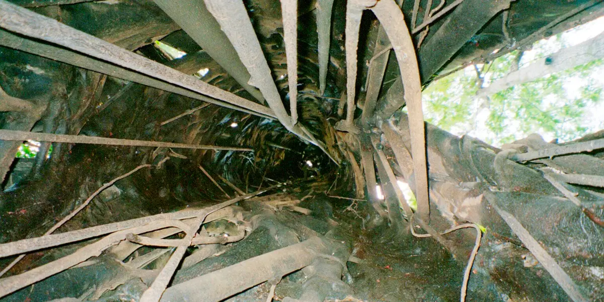 タンココ自然保護区の巨木