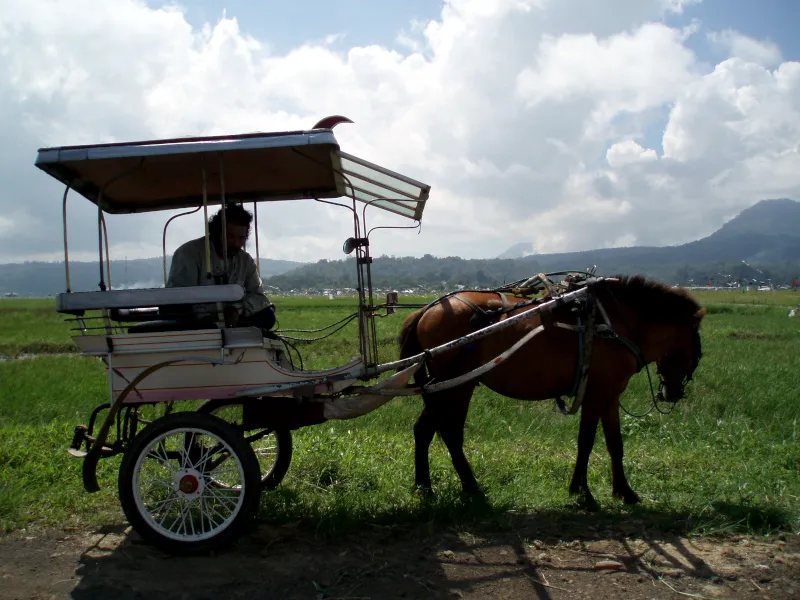 ミナハサ高原の馬車