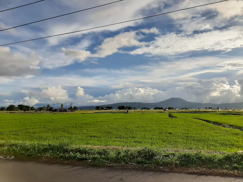 稲作地帯の田園風景