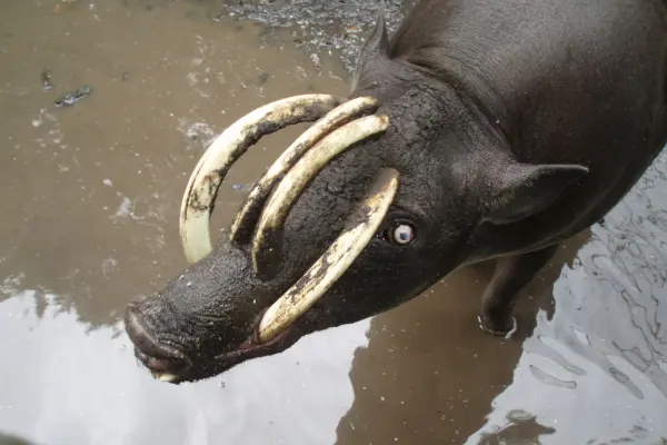 ナエムンドゥン動物園