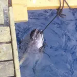 血抜き