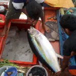 釣りたてホヤホヤのマグロ