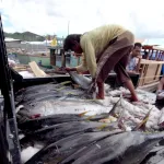 マグロの水揚げ