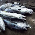 マグロの水揚げ