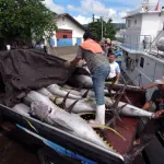 マグロの水揚げ