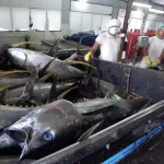 マグロの水揚げ