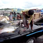 マグロの水揚げ