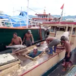 マグロの水揚げ