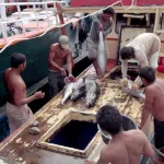 マグロの水揚げ