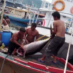 マグロの水揚げ