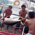 マグロの水揚げ