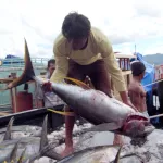 マグロの水揚げ