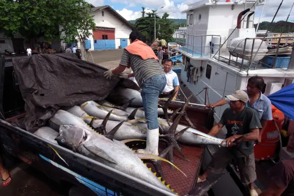 マグロの水揚げ